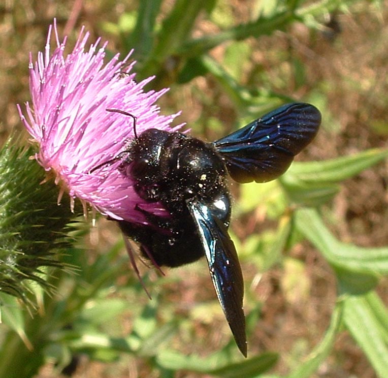 Xylocopa violacea